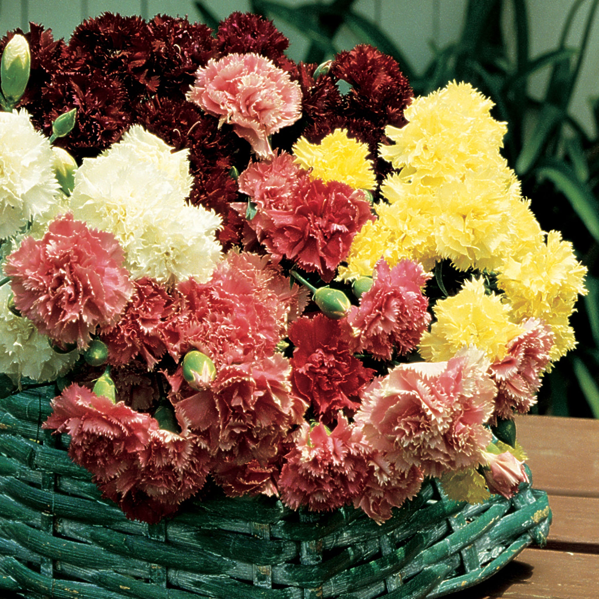 Burpee's Super Giant Mix Carnation