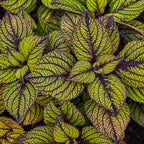 Spun Glass Coleus