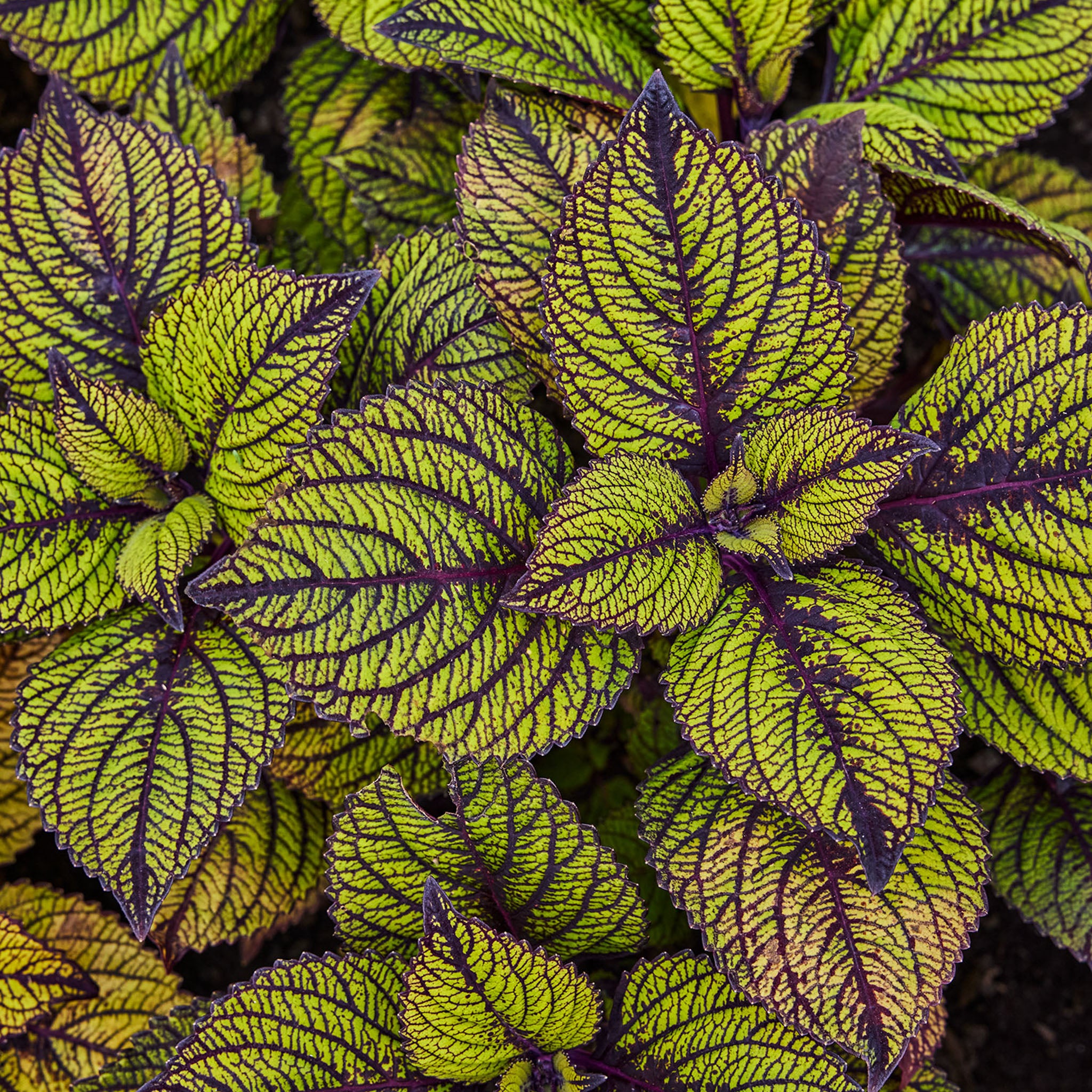 Spun Glass Coleus