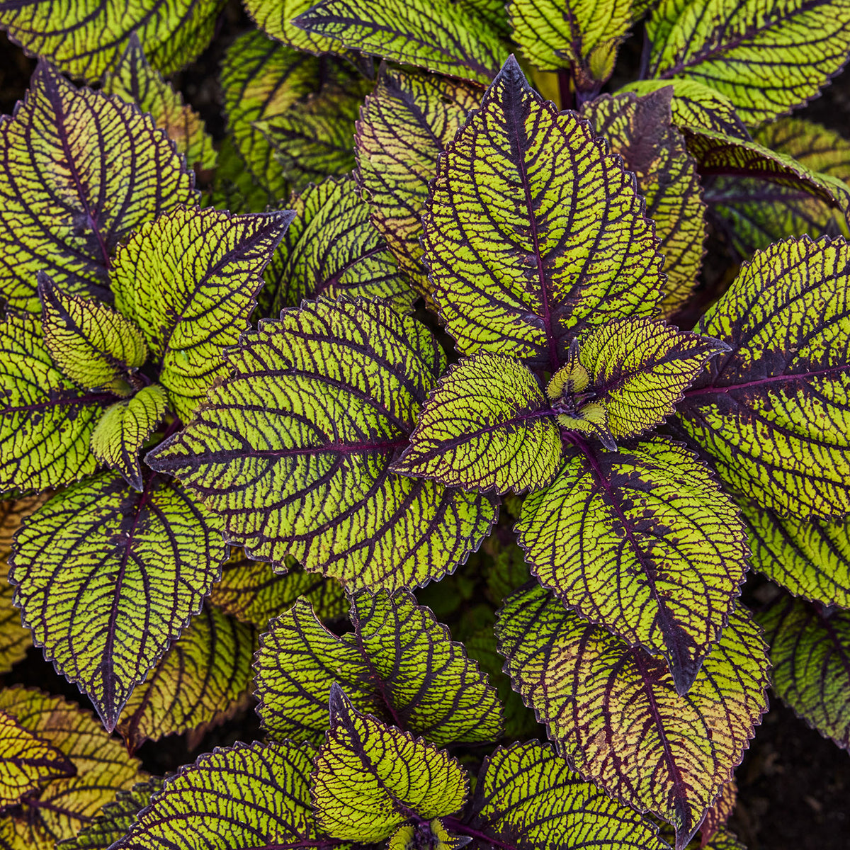 Spun Glass Coleus