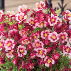 Early Bird Red & White Columbine