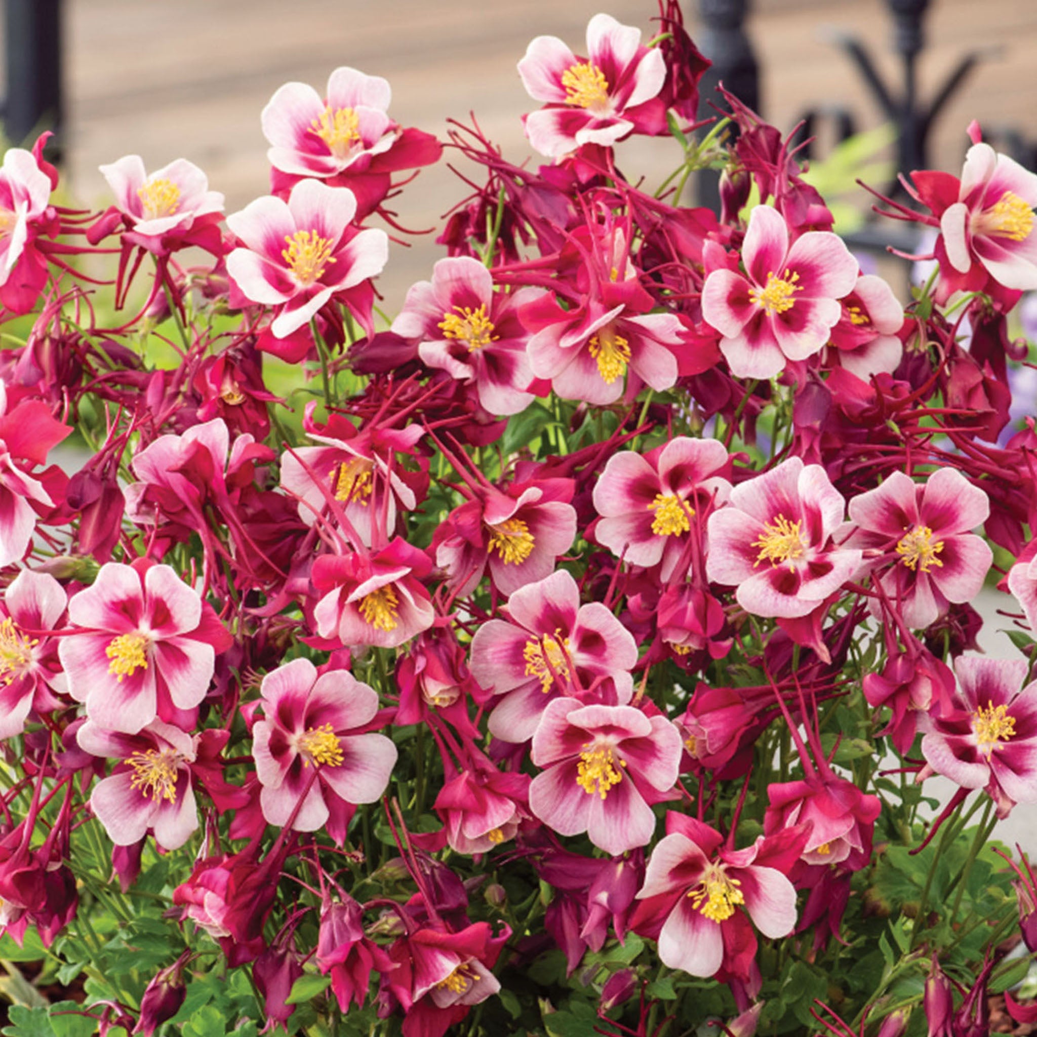 Early Bird Red & White Columbine