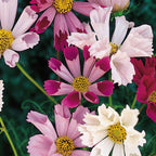 Seashells Mix Cosmos