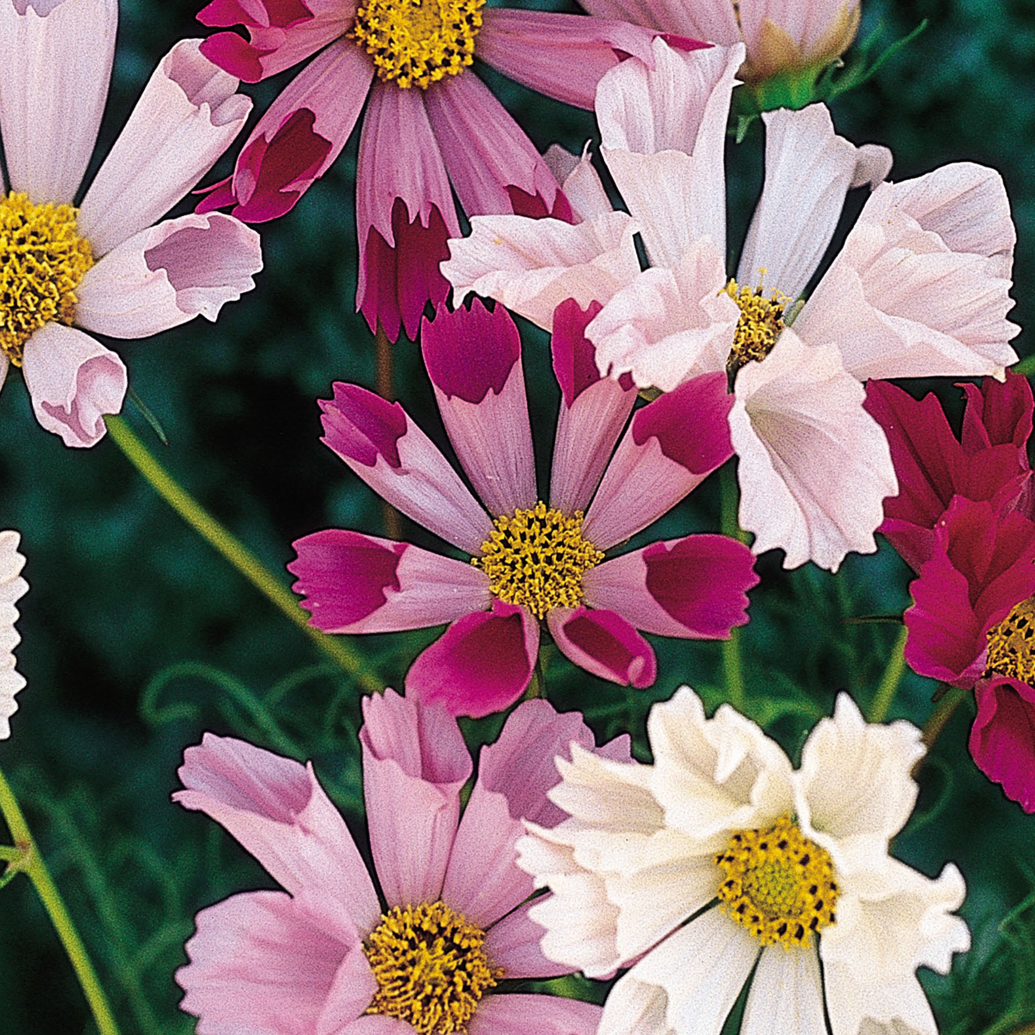 Seashells Mix Cosmos