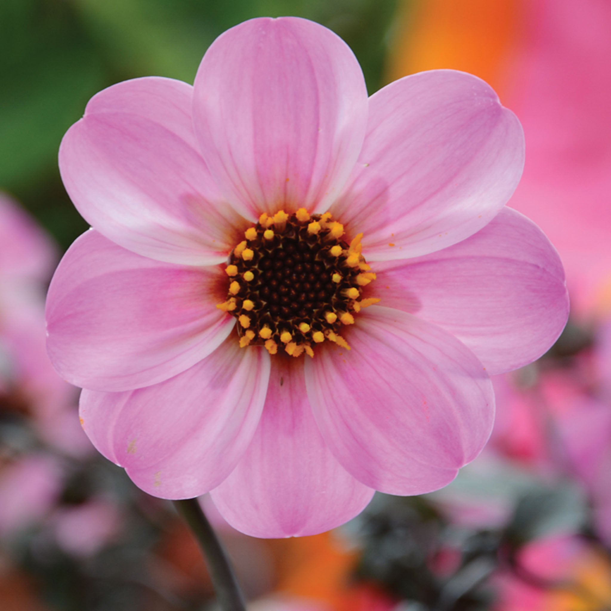 Mystic Dreamer Dahlia