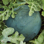 Bush Sugar Baby Watermelon