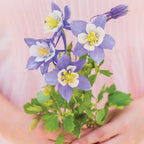 Early Bird Blue & White Columbine