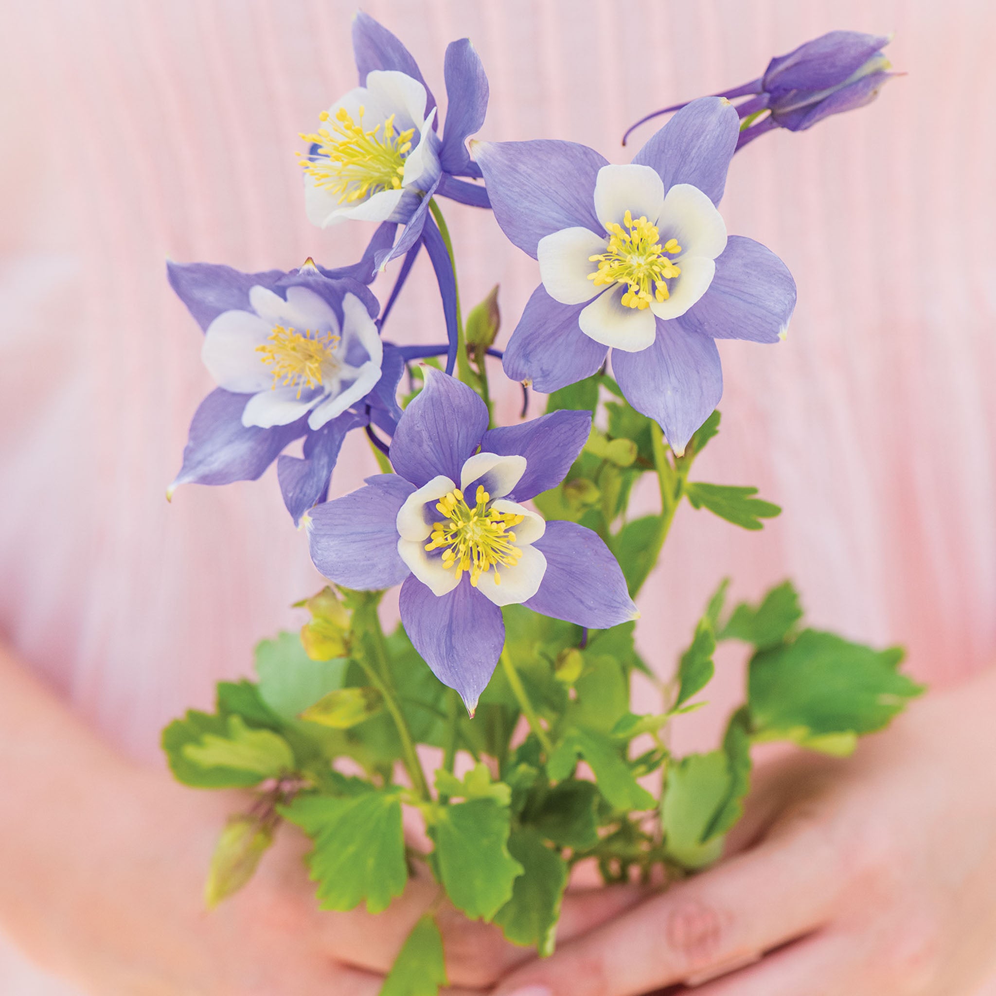 Early Bird Blue & White Columbine