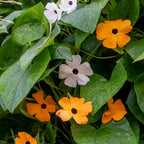 Thunbergia Alata Mixed Colors