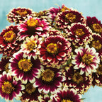 Color Crackle Zinnia Haageana