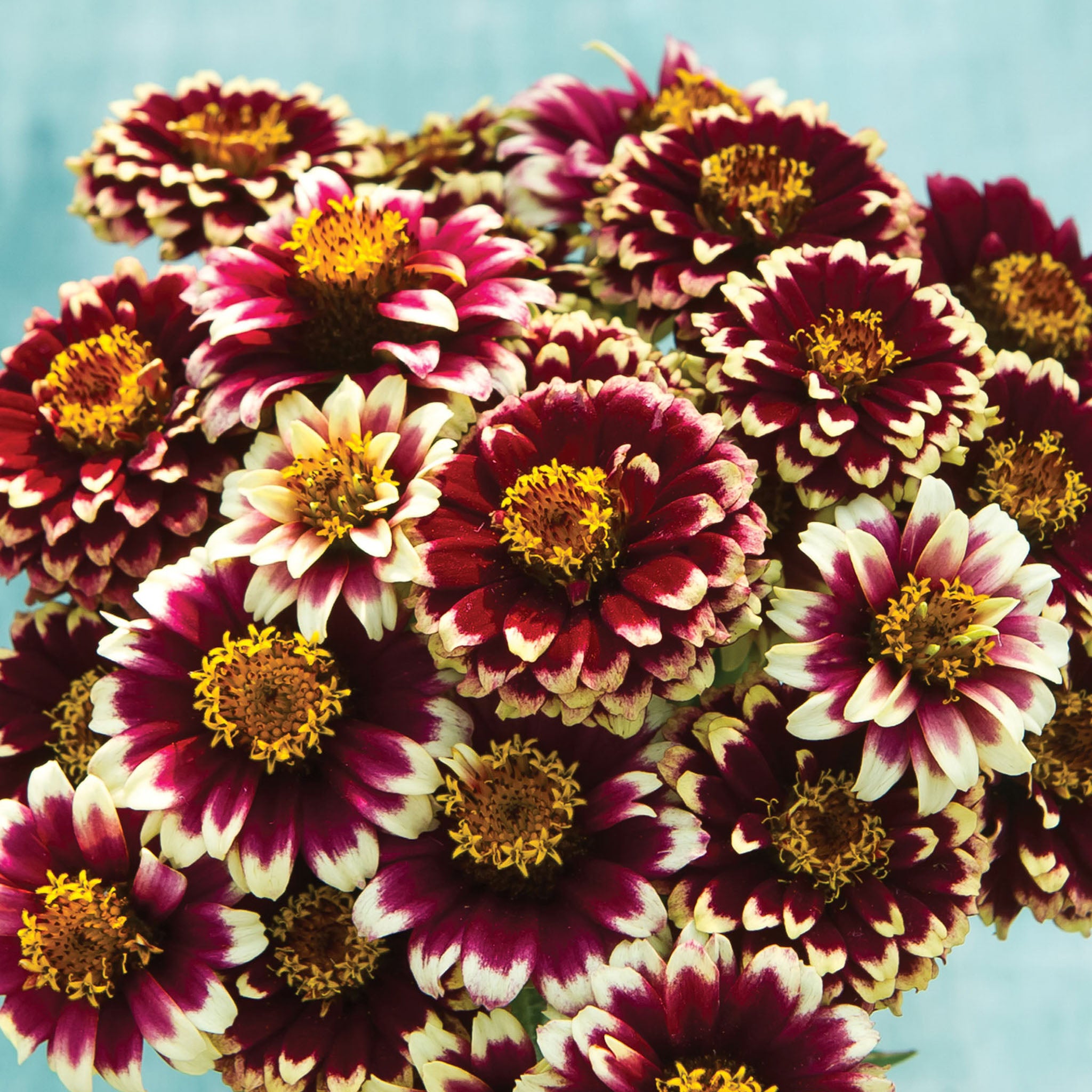 Color Crackle Zinnia Haageana