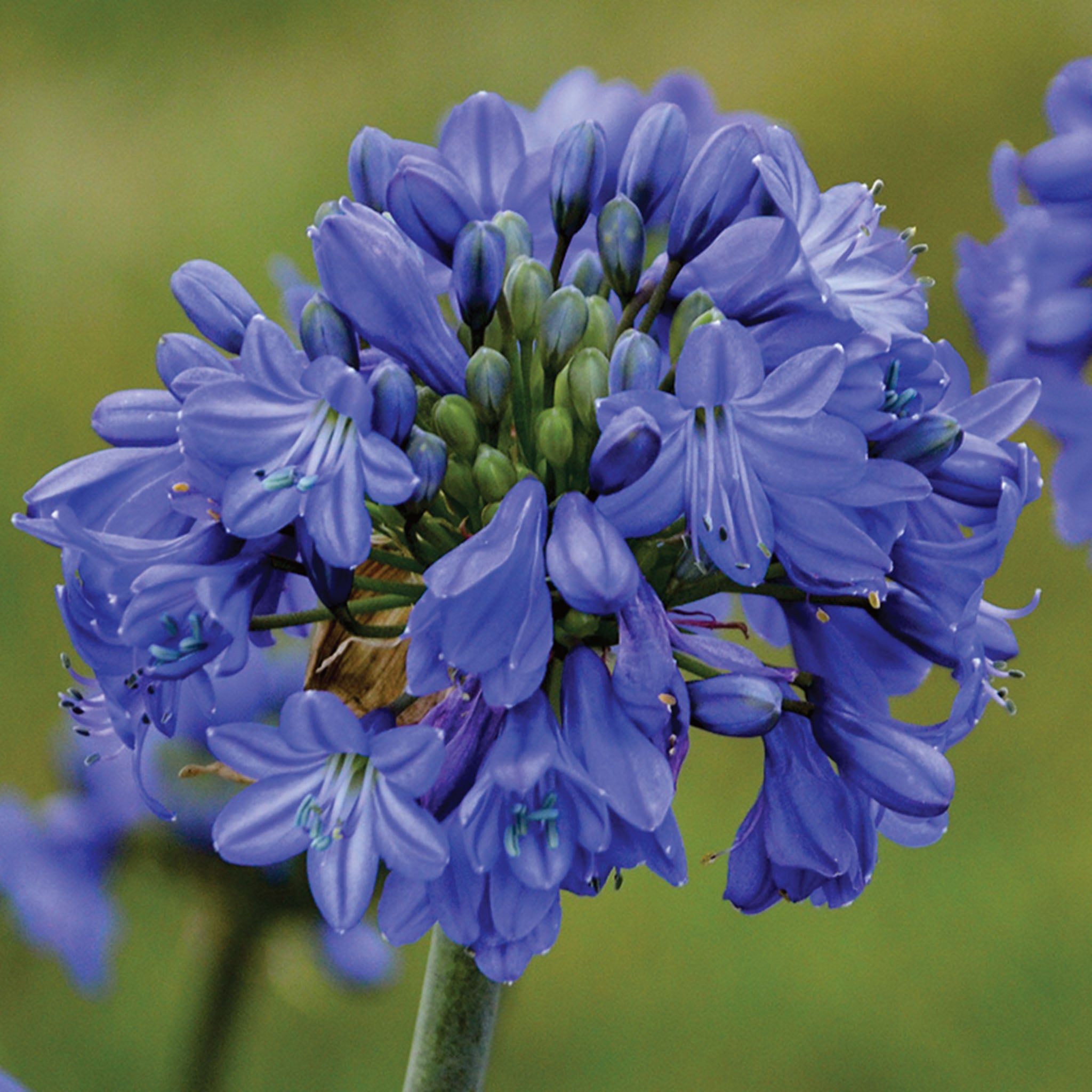 Galaxy Blue Agapanthus Bare Root