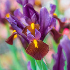 Red Ember Iris Bulbs