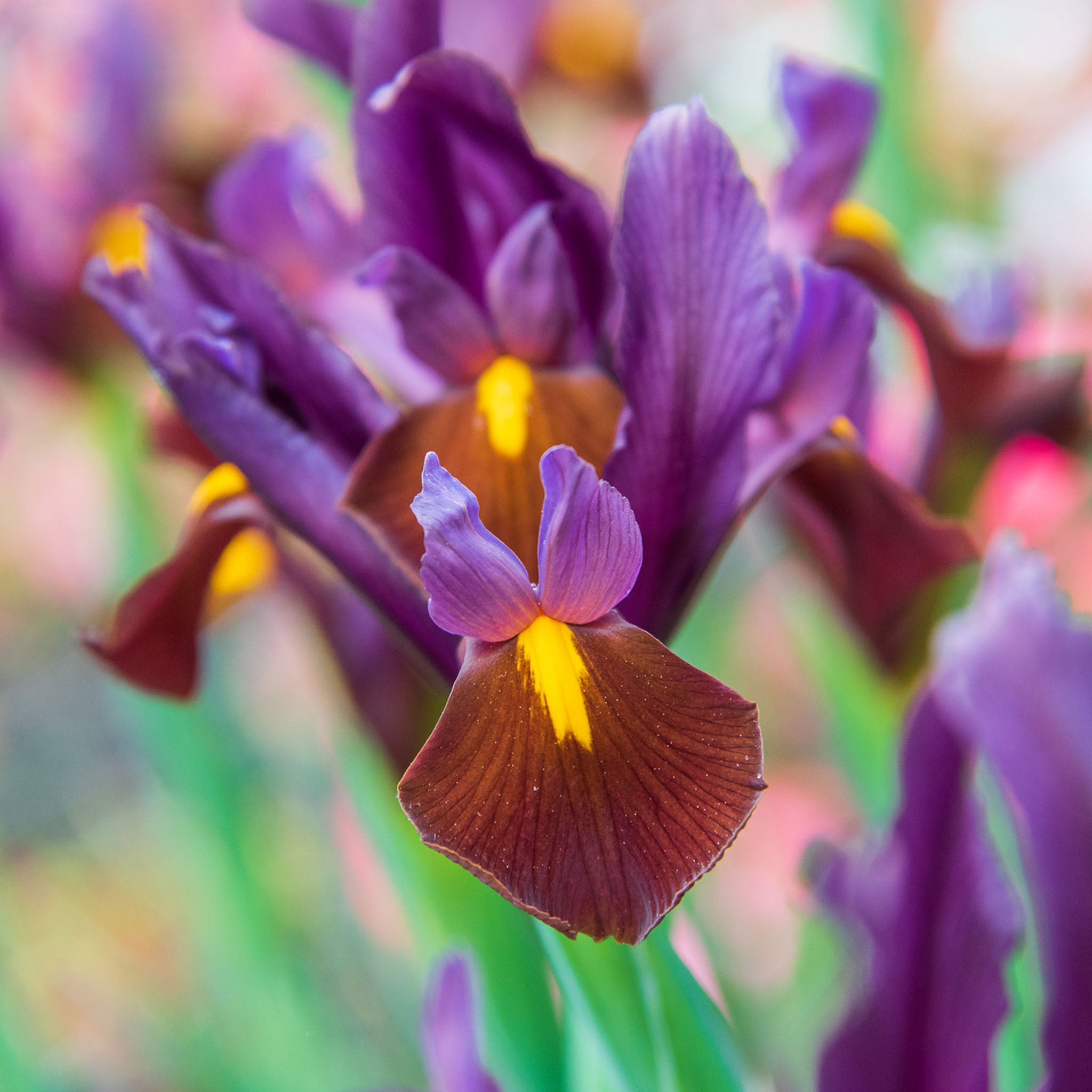 Red Ember Iris Bulbs