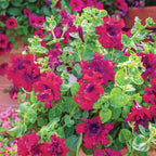 Spellbound Wine Red Petunia