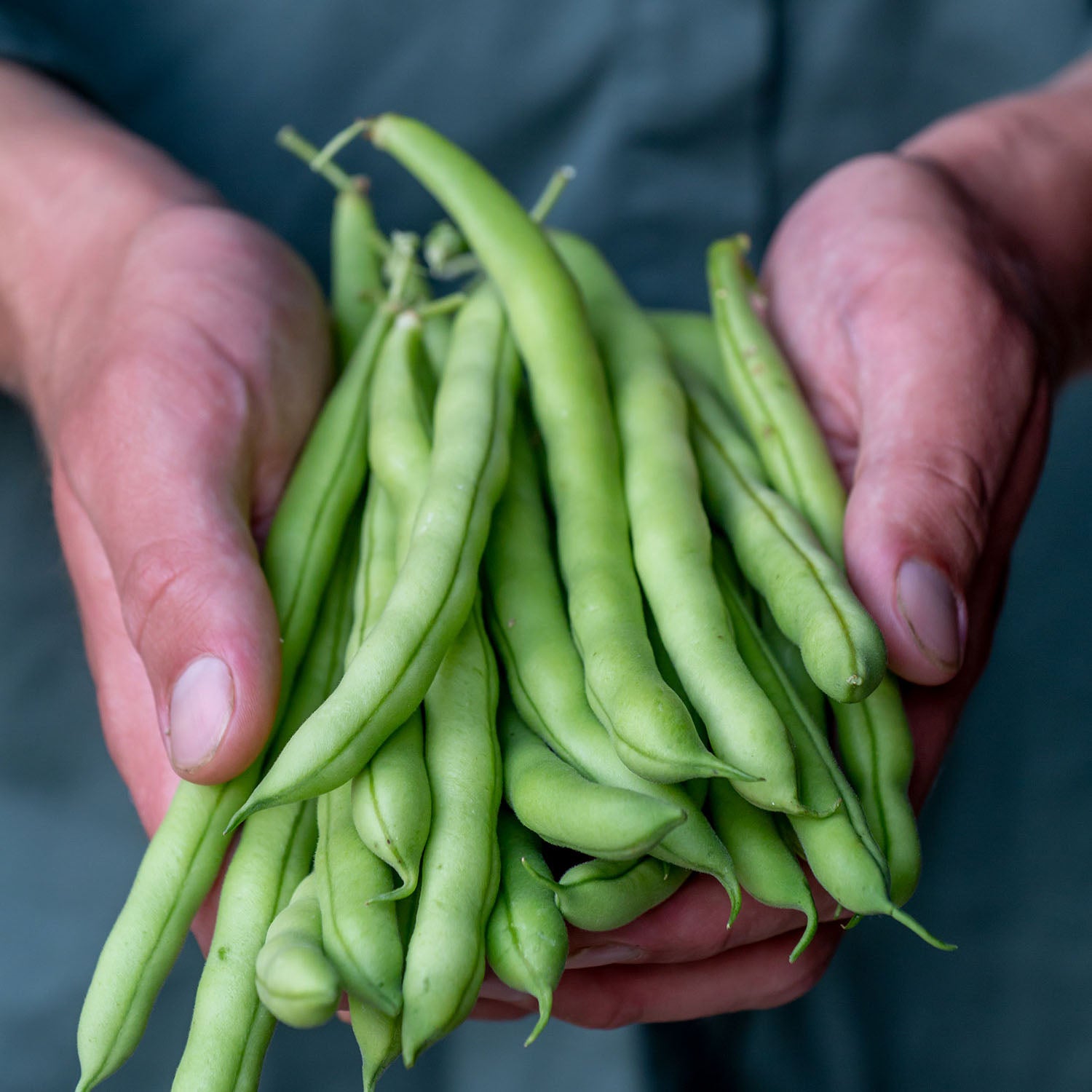Provider Organic Bush Bean