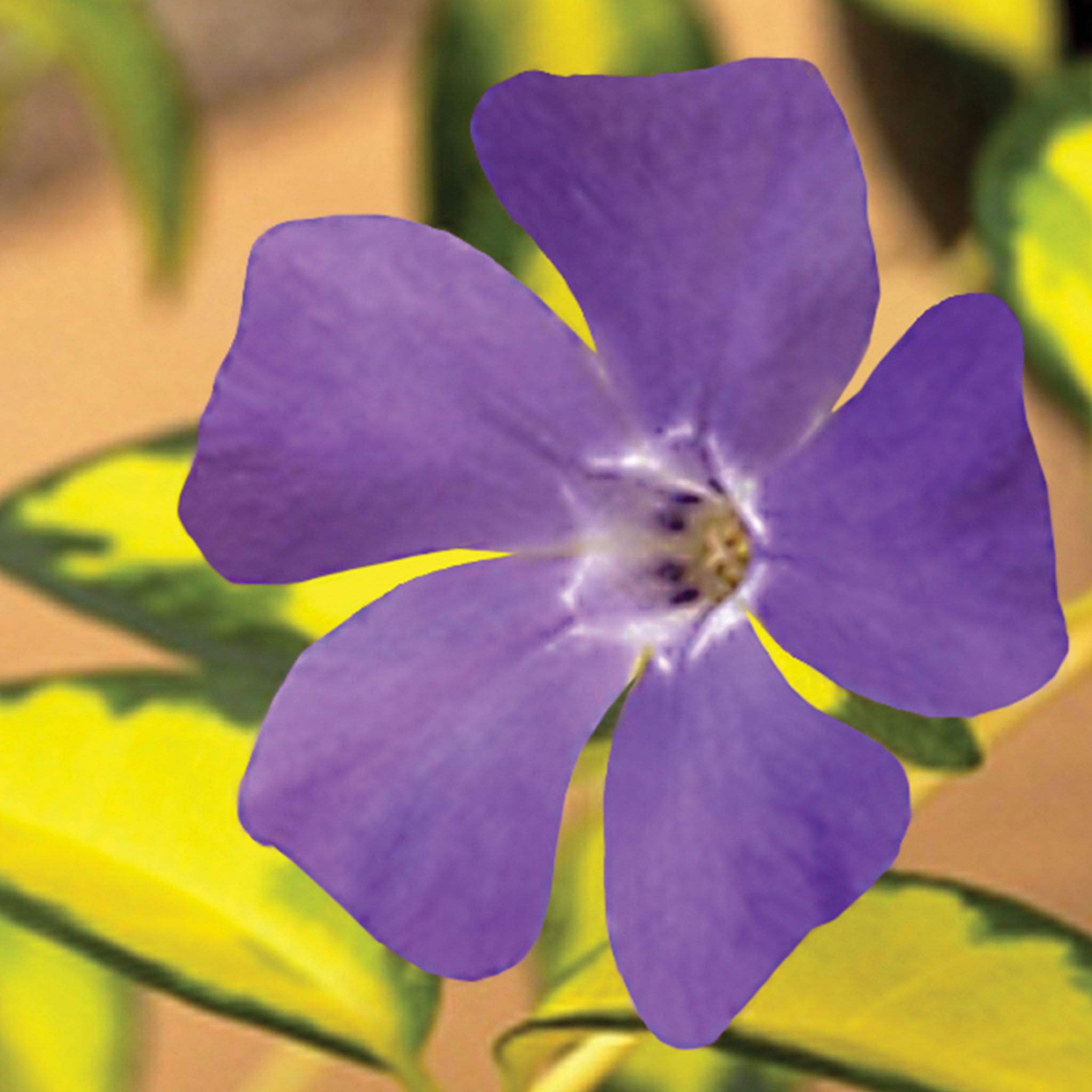 Illumination Vinca