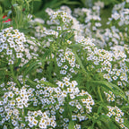 Carpet of Snow Alyssum