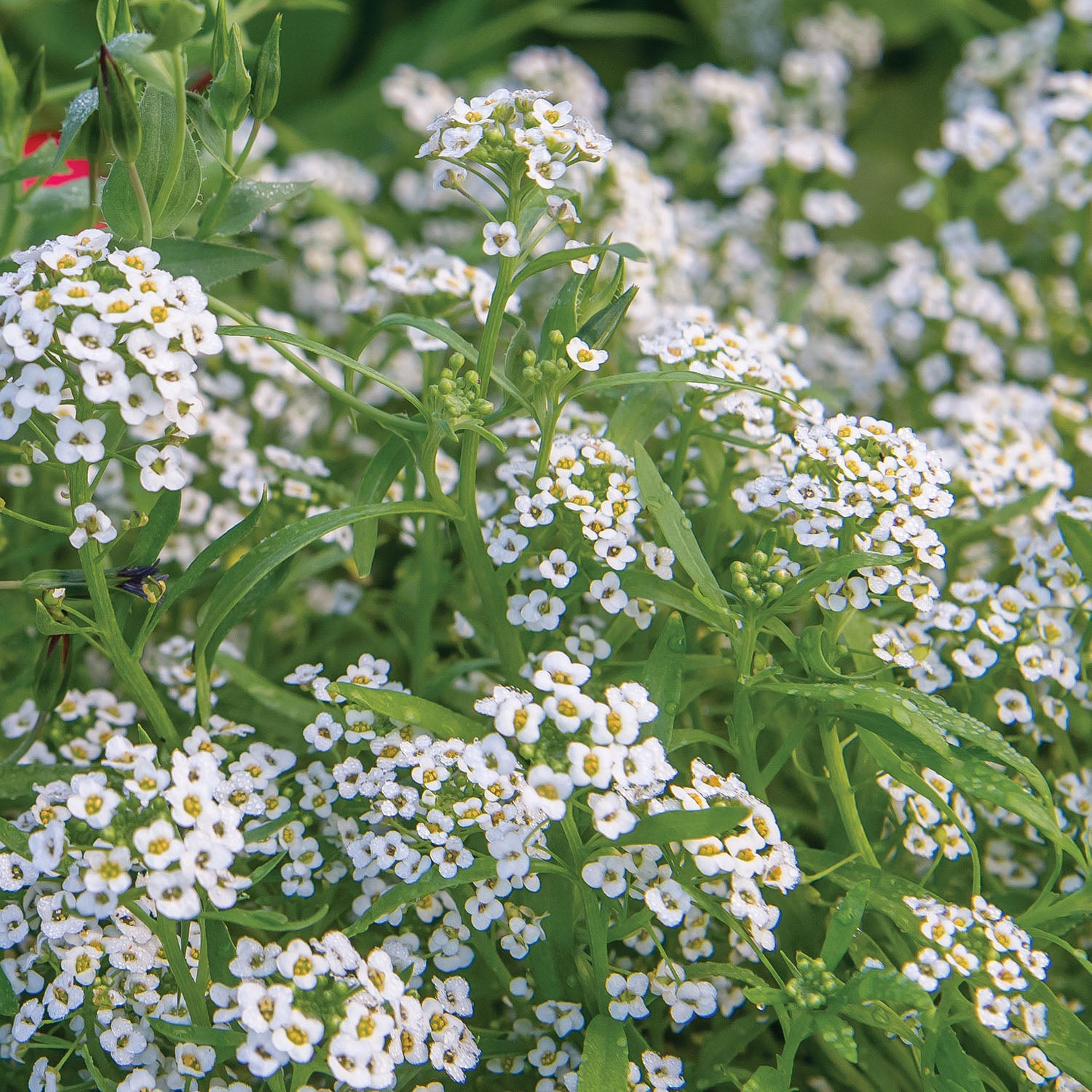 Carpet of Snow Alyssum