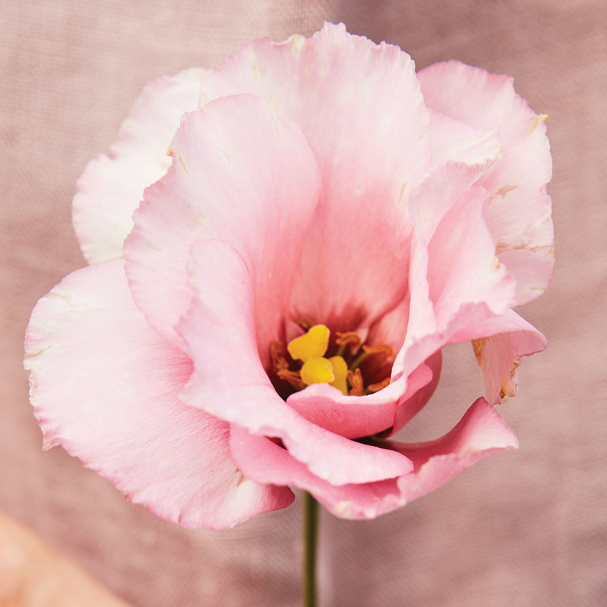 Peppermint Pink Lisianthus