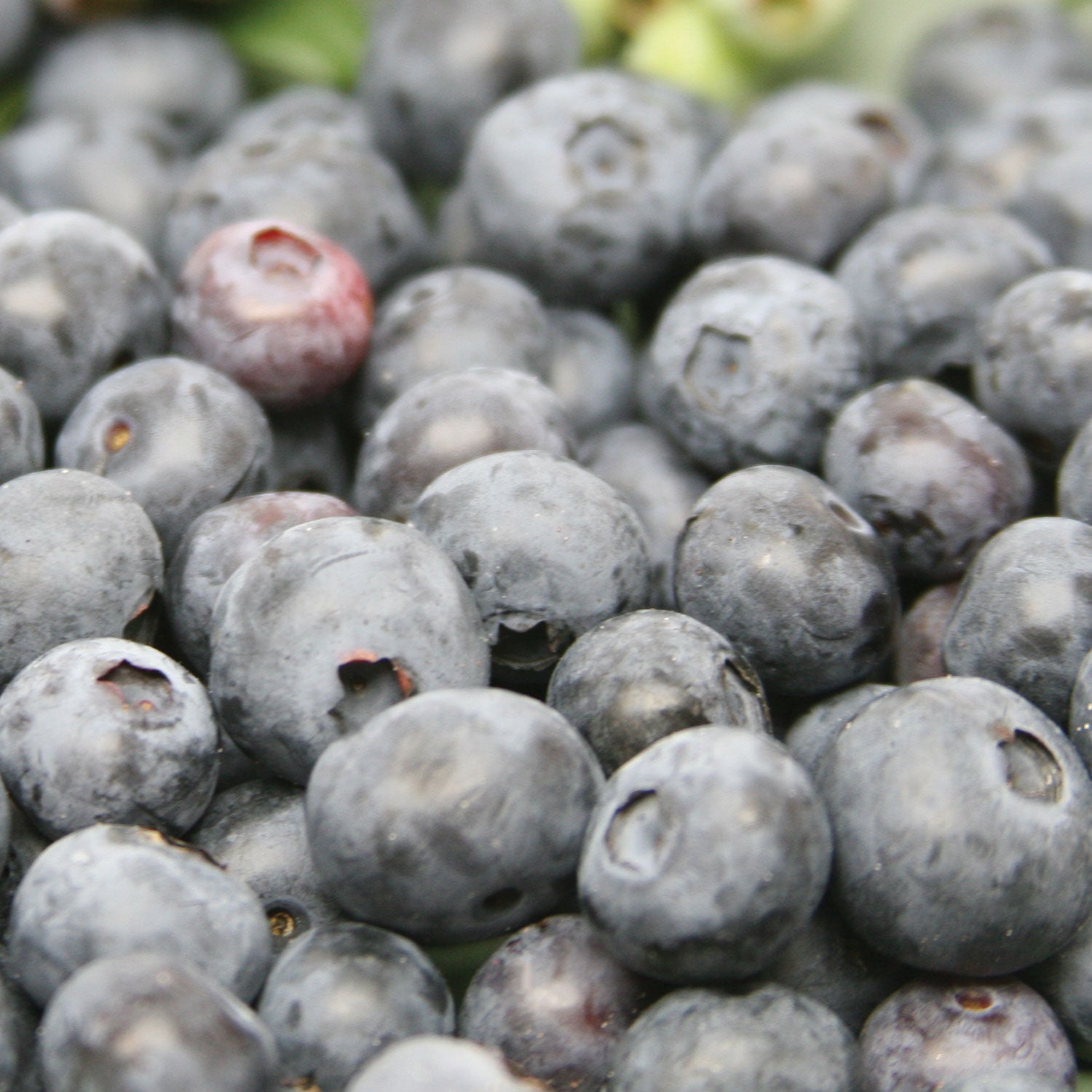 Northblue Blueberry