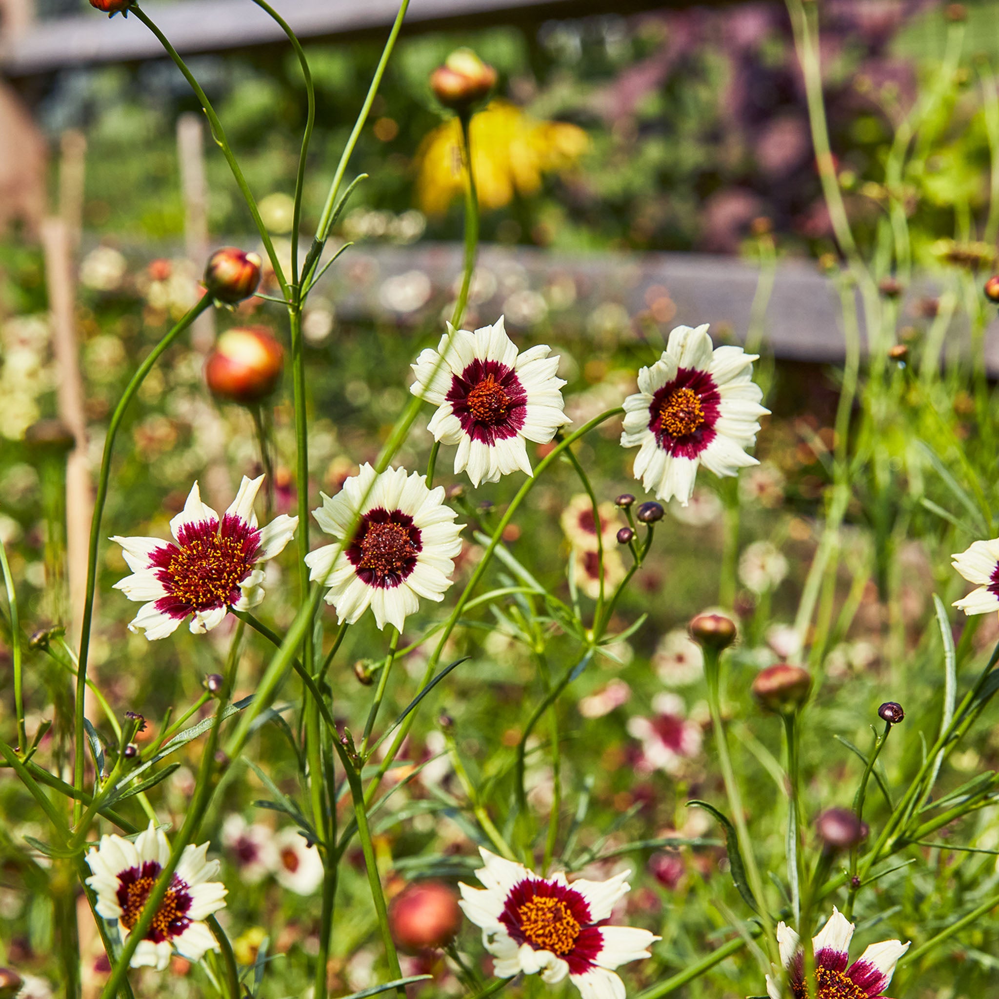 Ruby Kiss Coreopsis
