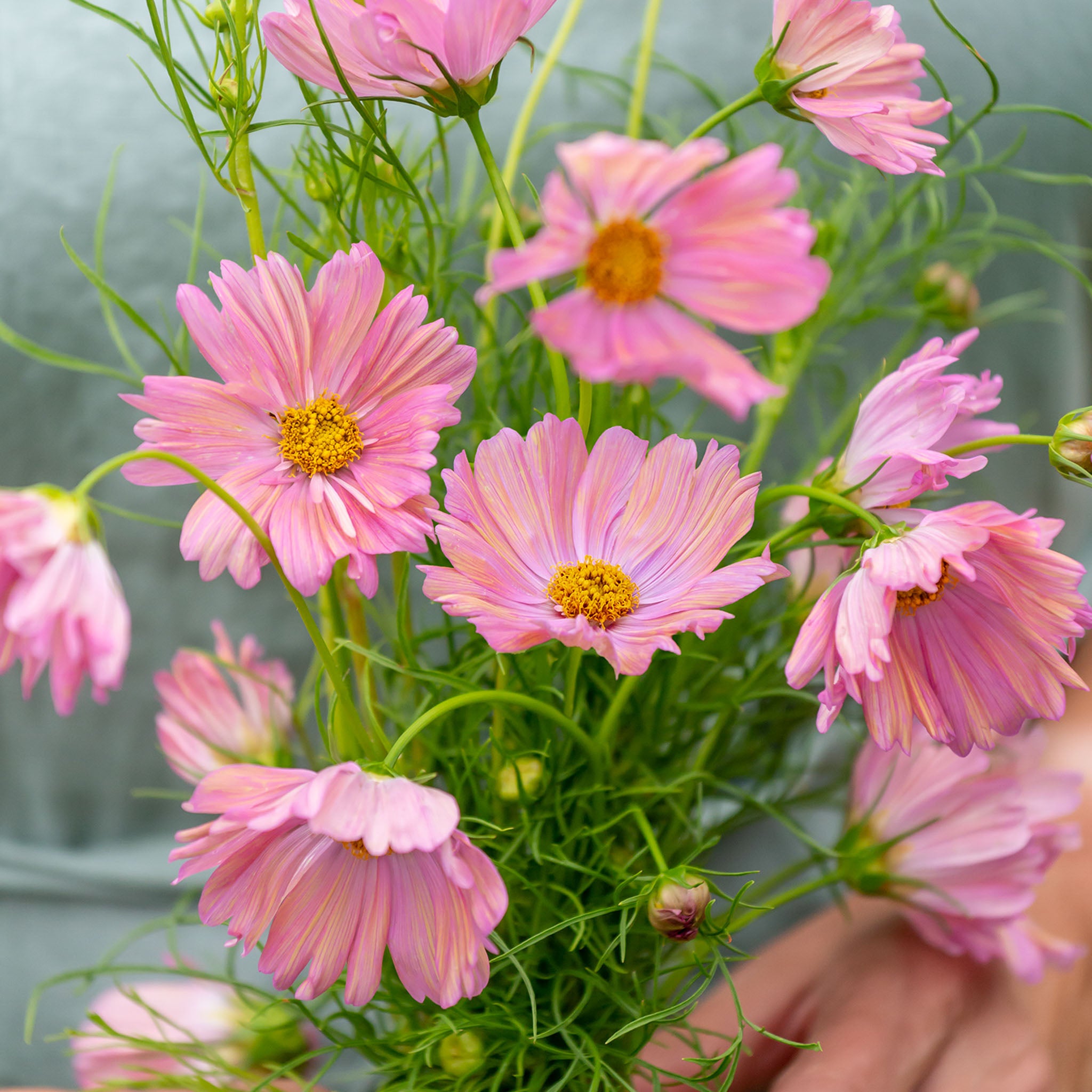 Apricotta Cosmos Bipinnatus