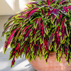 Spitfire Coleus