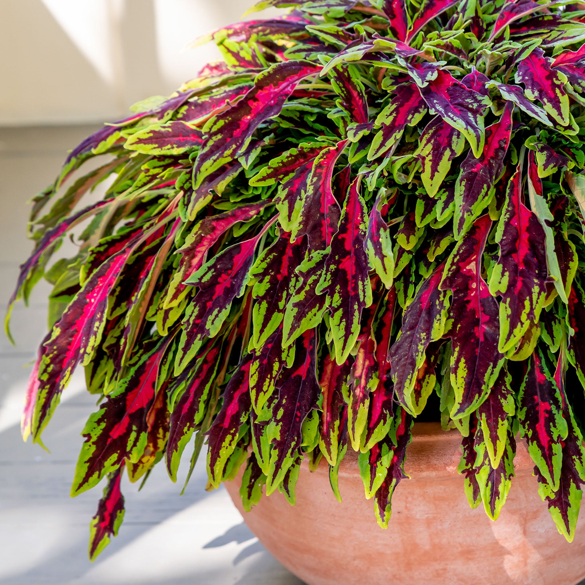 Spitfire Coleus