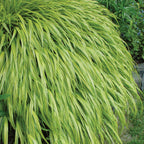 Aureola Hakonechloa