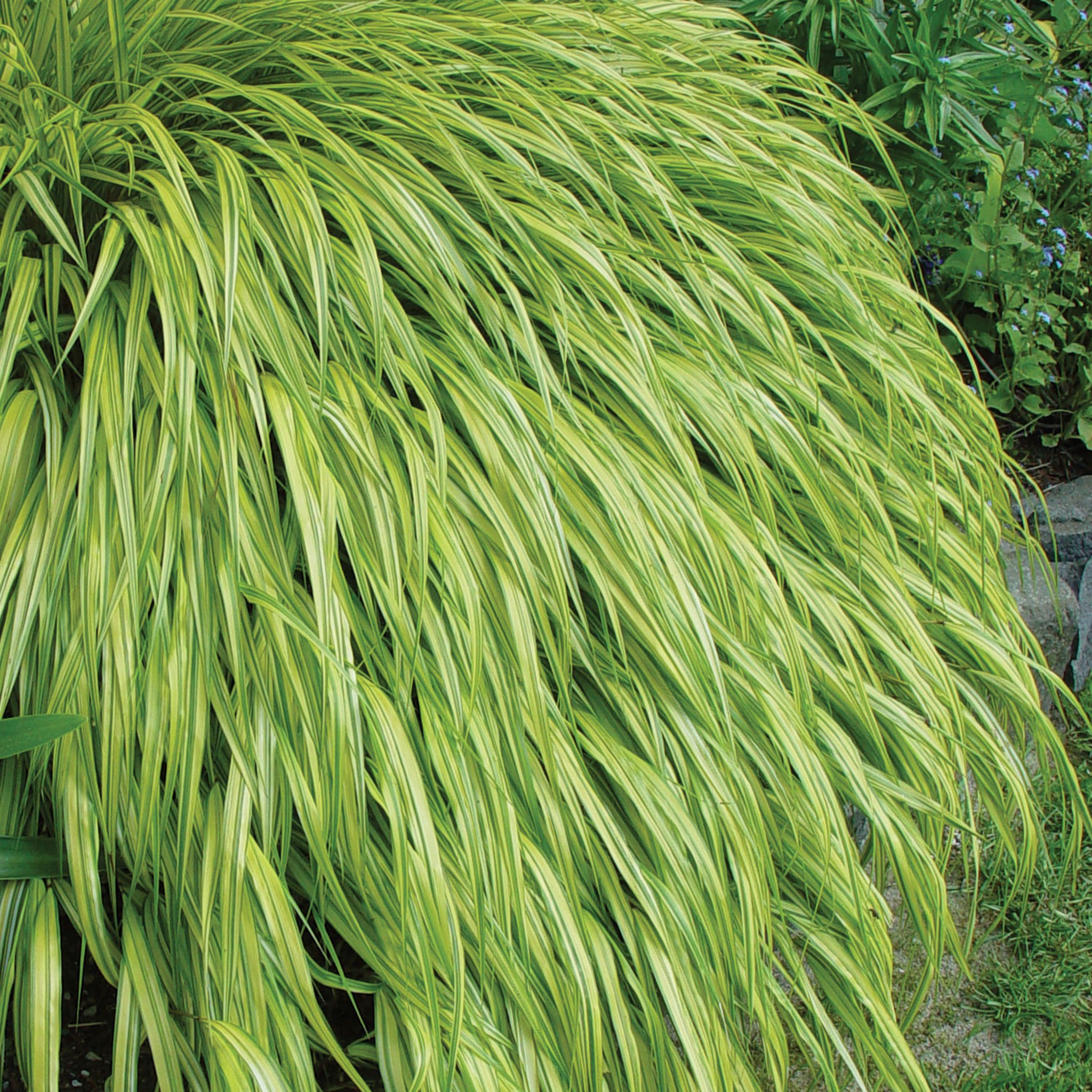 Aureola Hakonechloa