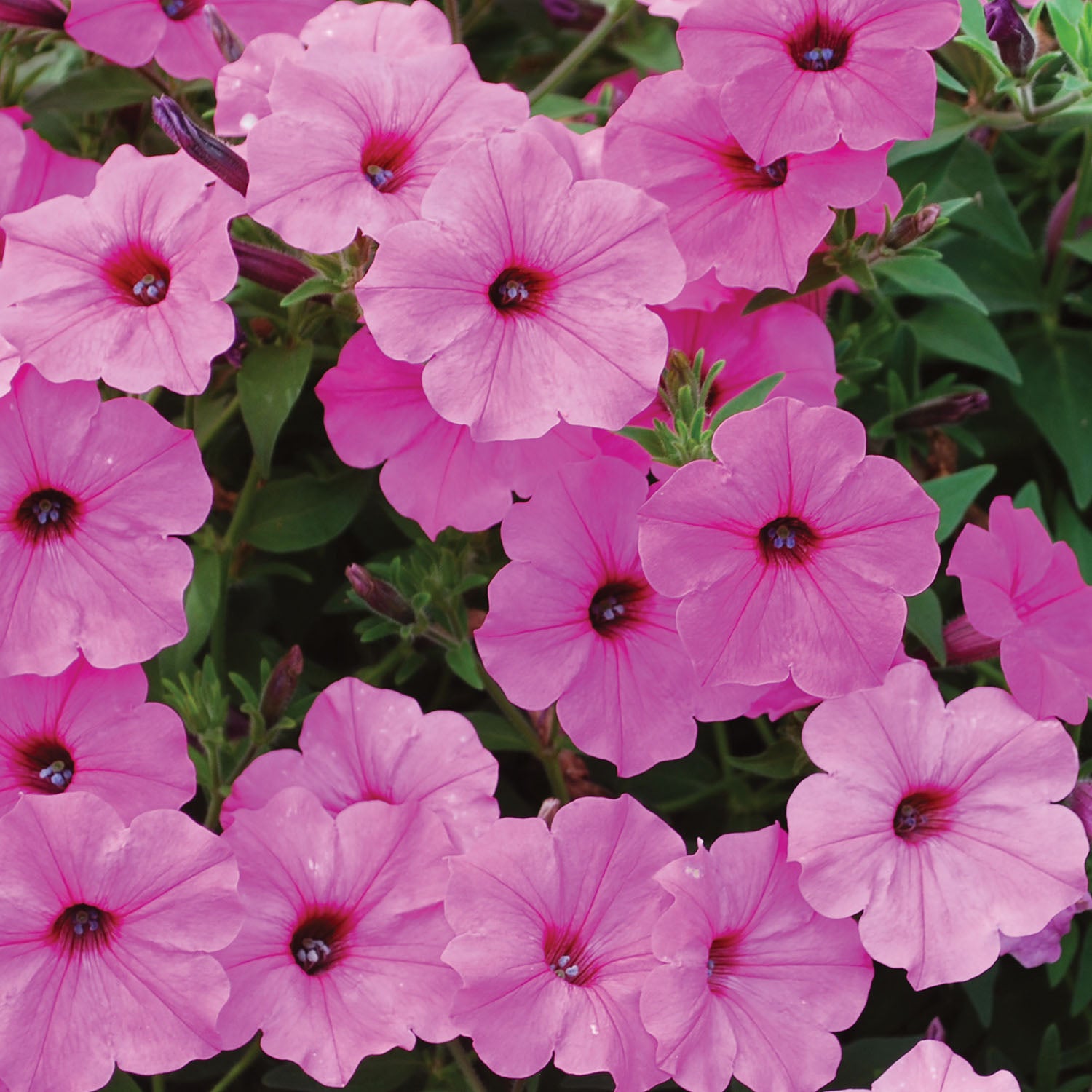 ColorRush Pink Petunia
