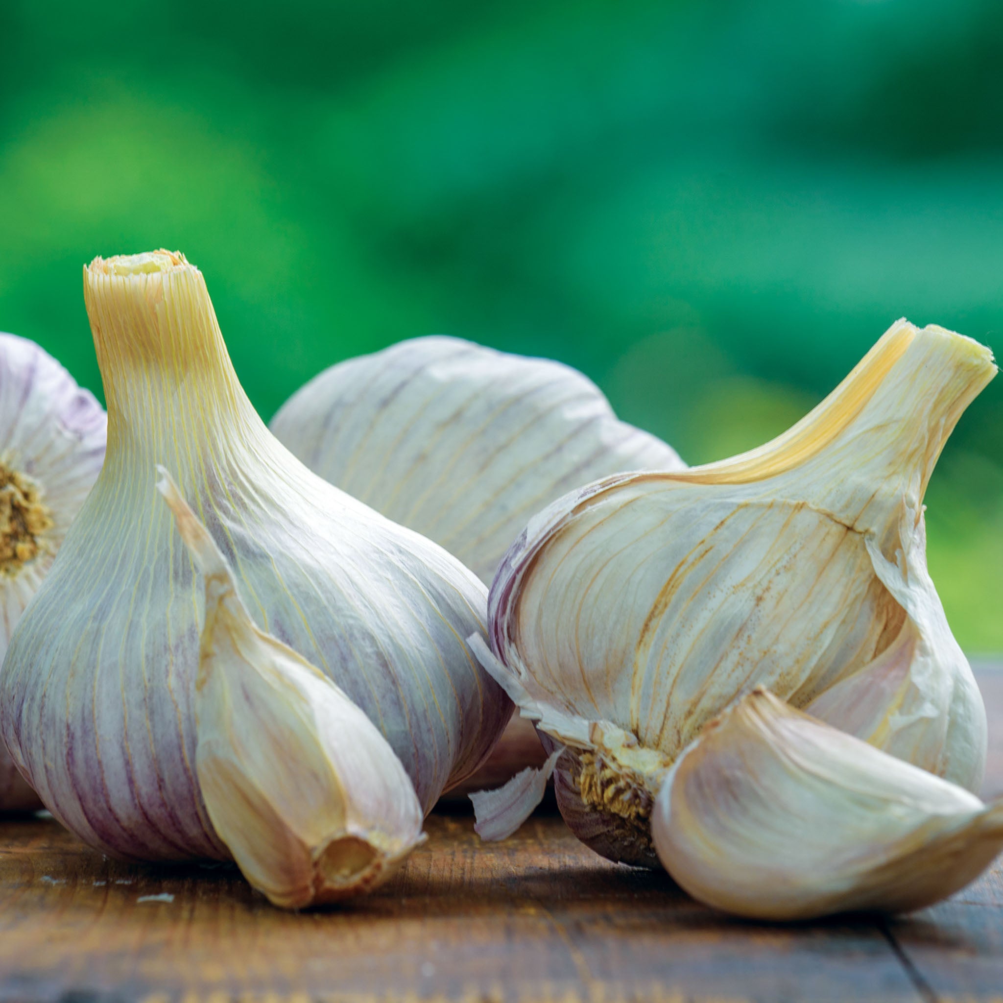 Texas Rose Garlic Bulbs