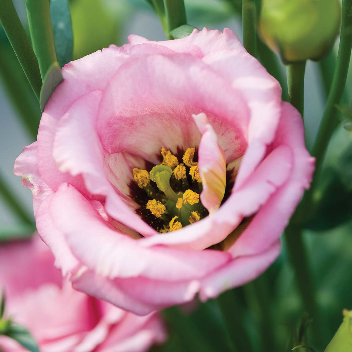 Misty Pink Lisianthus Plants