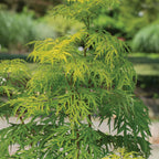 Lemony Lace® Sambucus