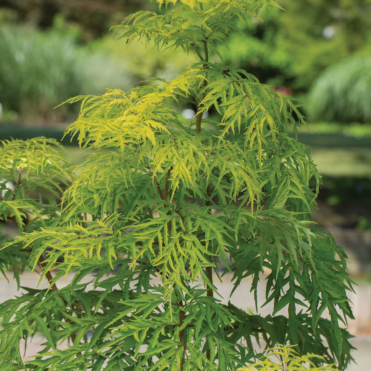 Lemony Lace® Sambucus