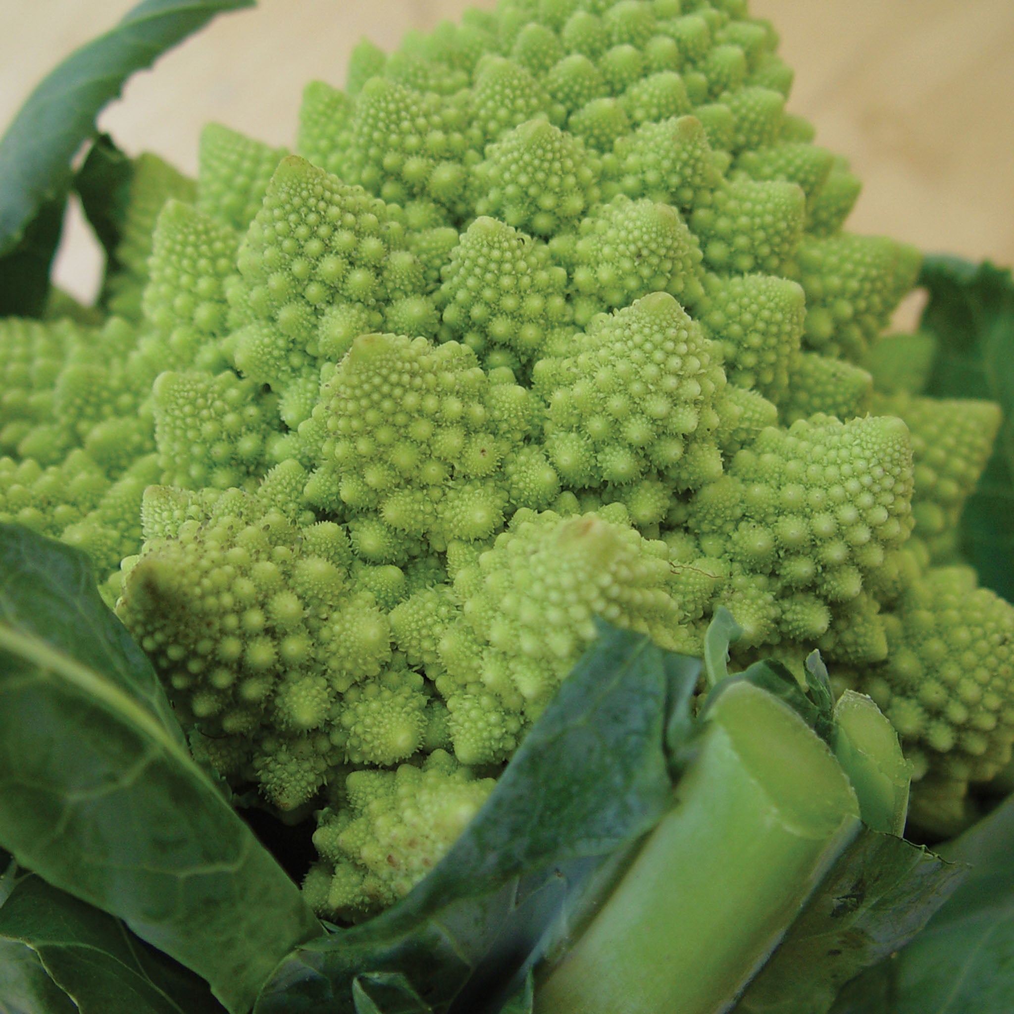 Romanesco Broccoli