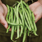 Blue Lake 274 Bush Bean