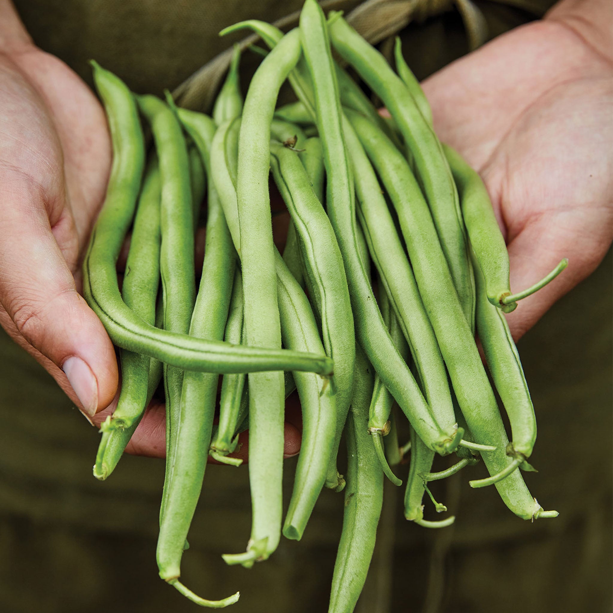 Blue Lake 274 Bush Bean