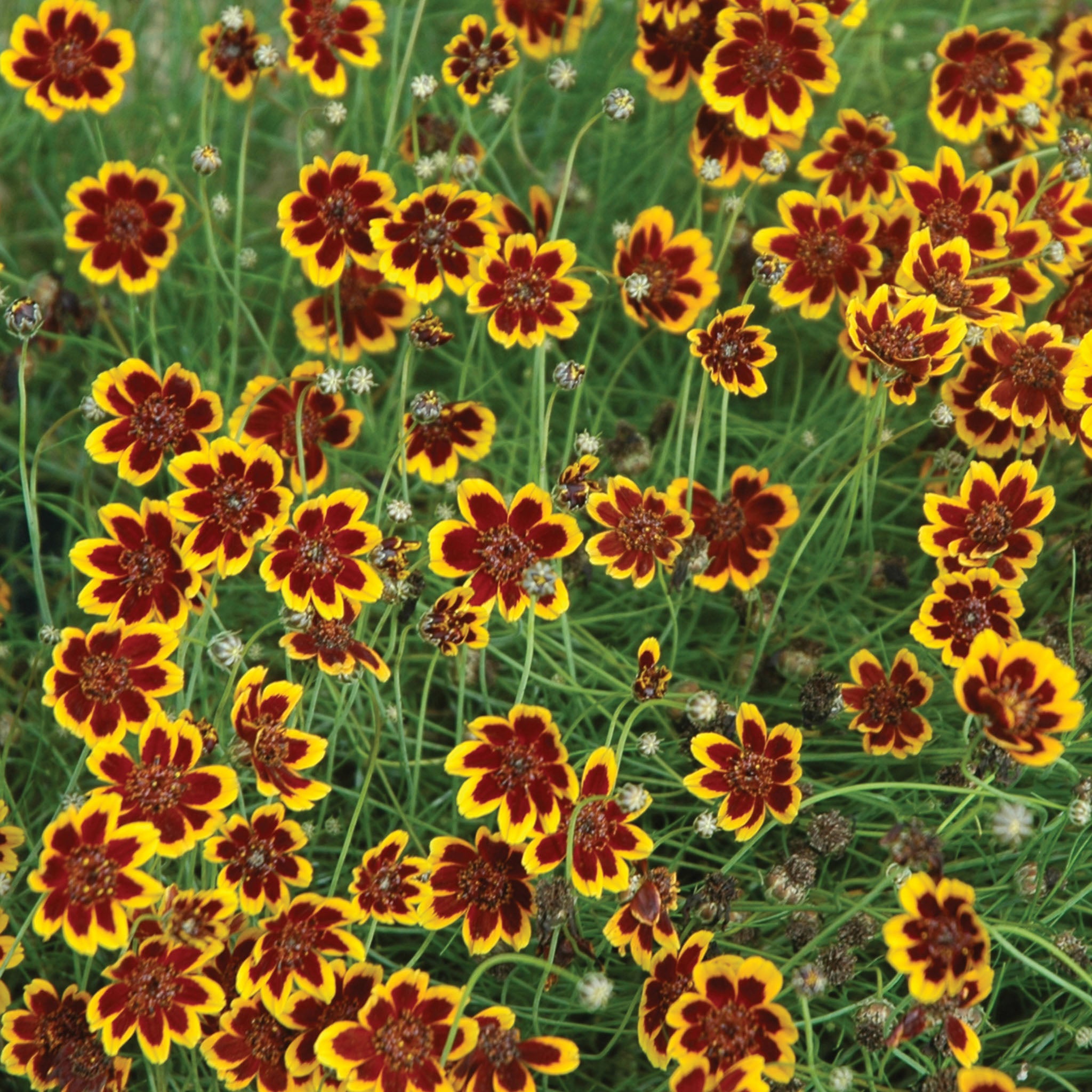 Philippine Cosmidium