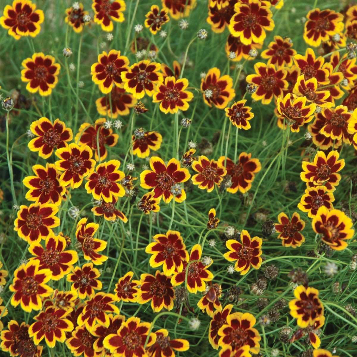 Philippine Cosmidium