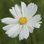 Psyche White Cosmos