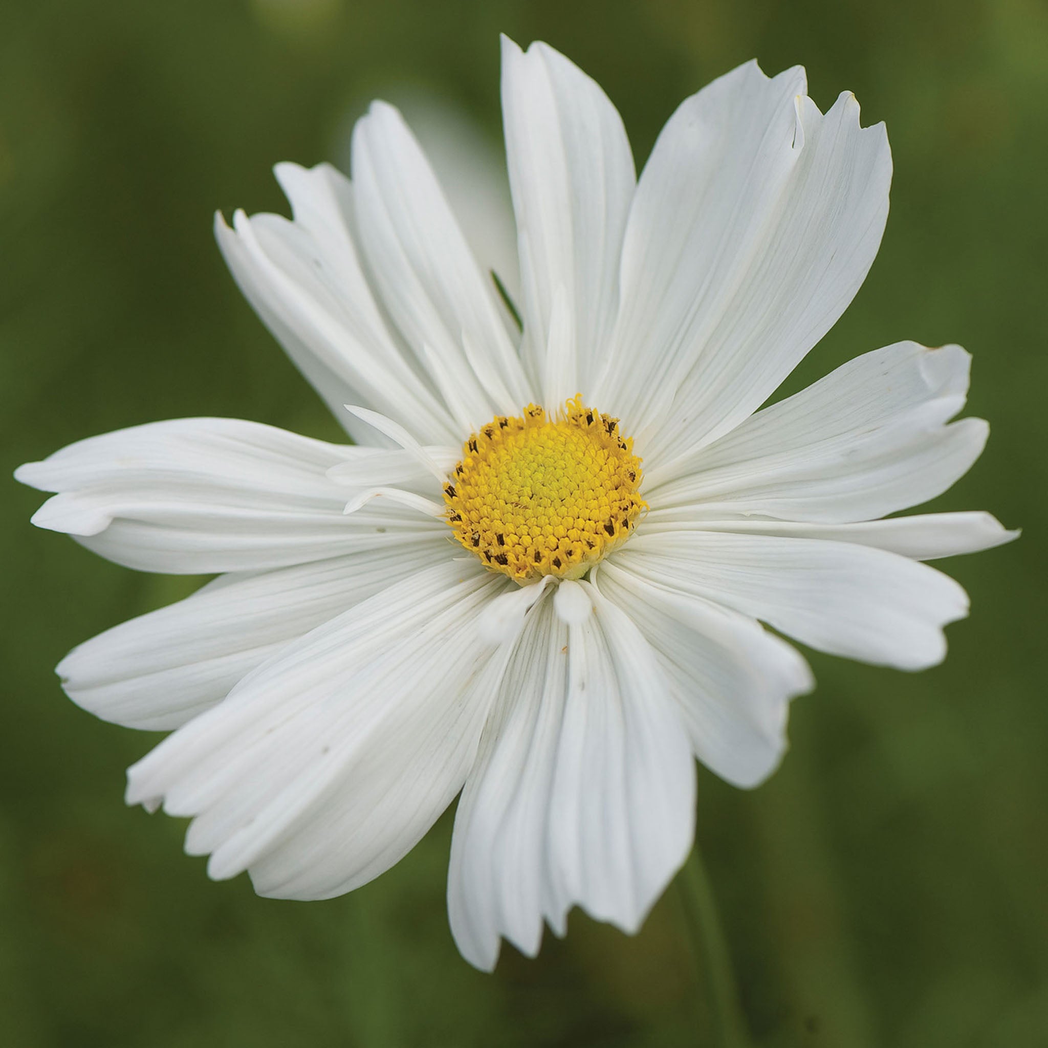 Psyche White Cosmos