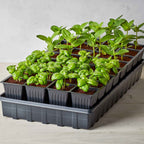 32 XL Cell Self-Watering Ultimate Growing System