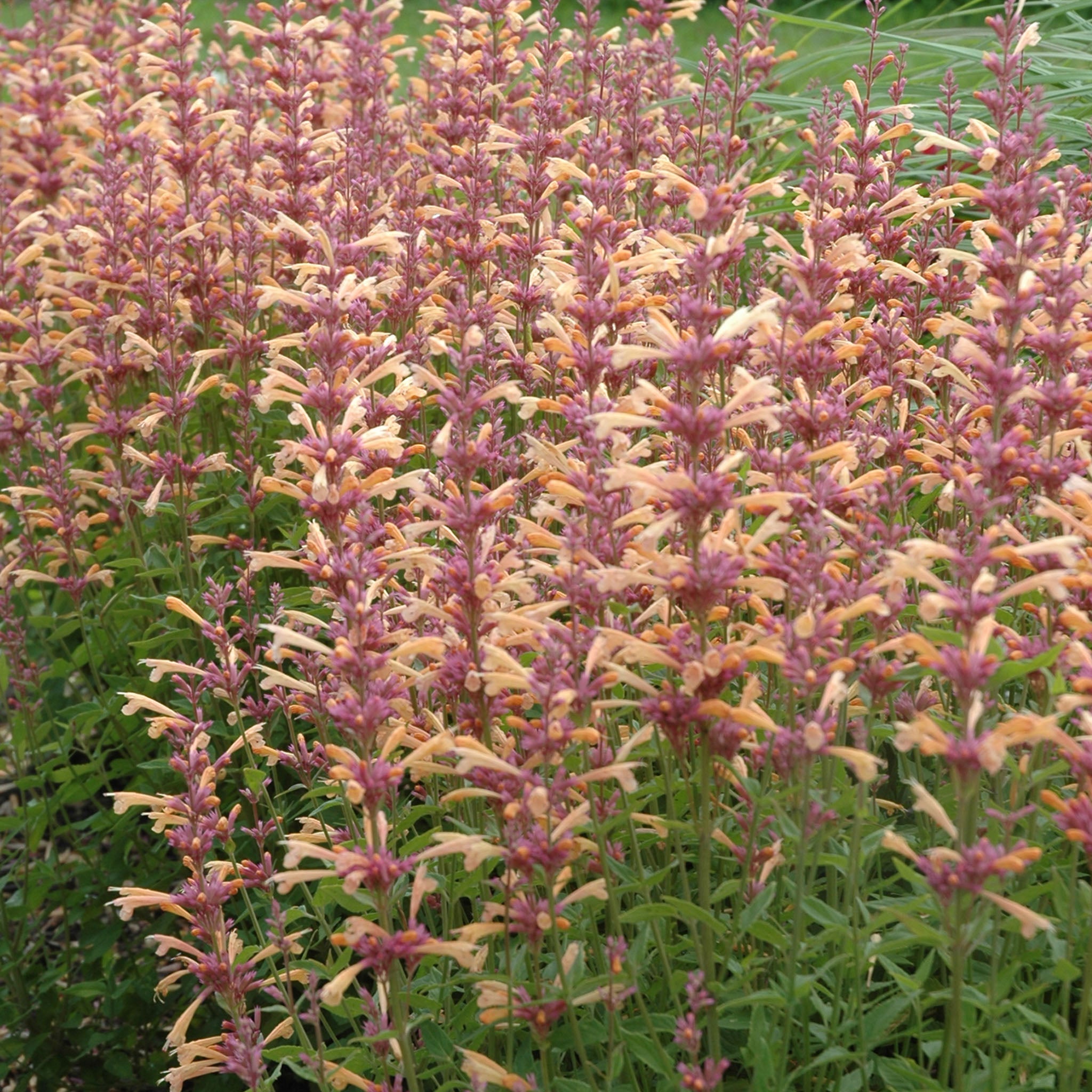Peachie Keen Agastache