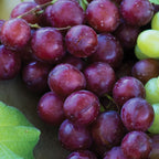 Reliance Seedless Grape