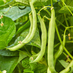 Blue Lake 274 Bush Bean