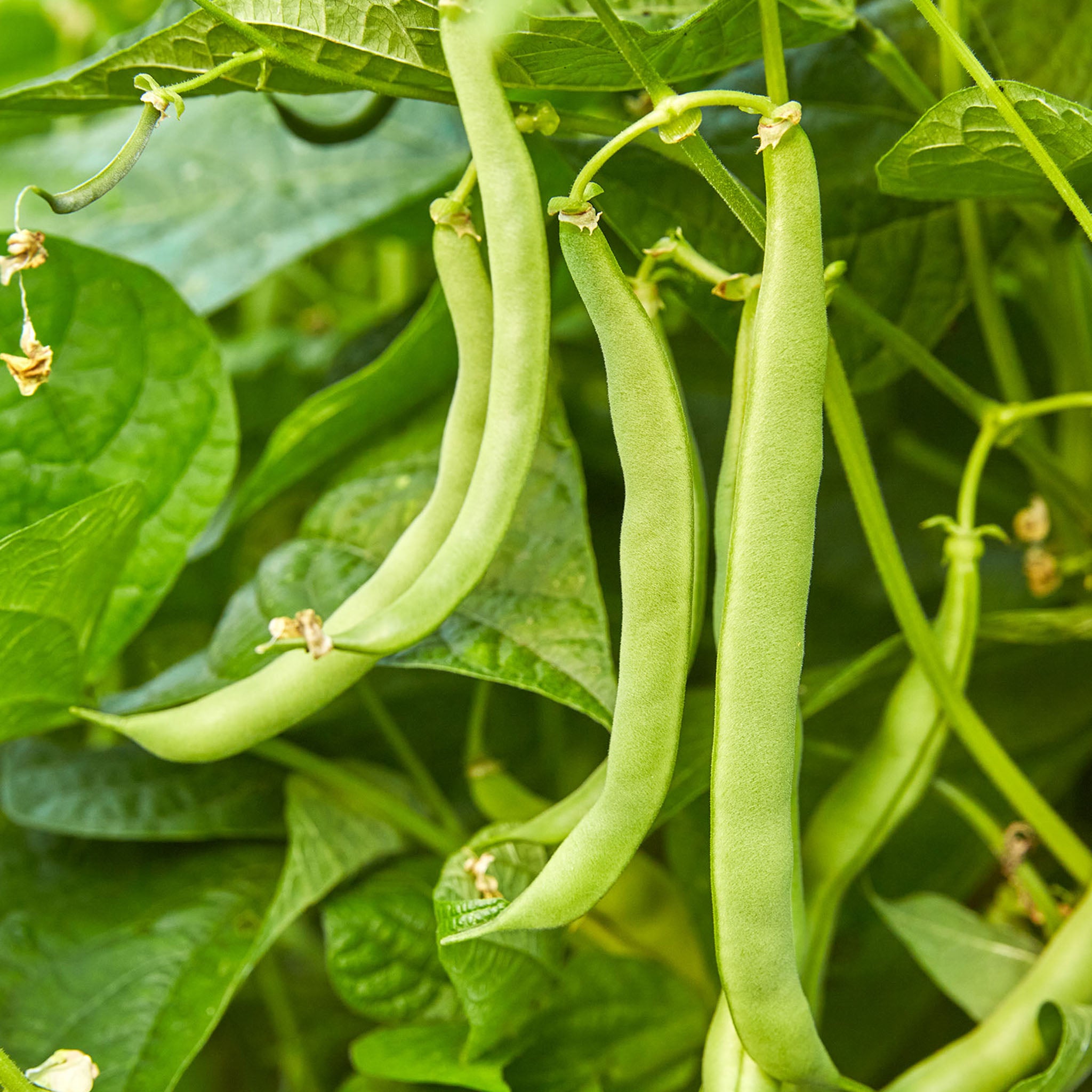 Blue Lake 274 Bush Bean