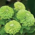 Envy Zinnia