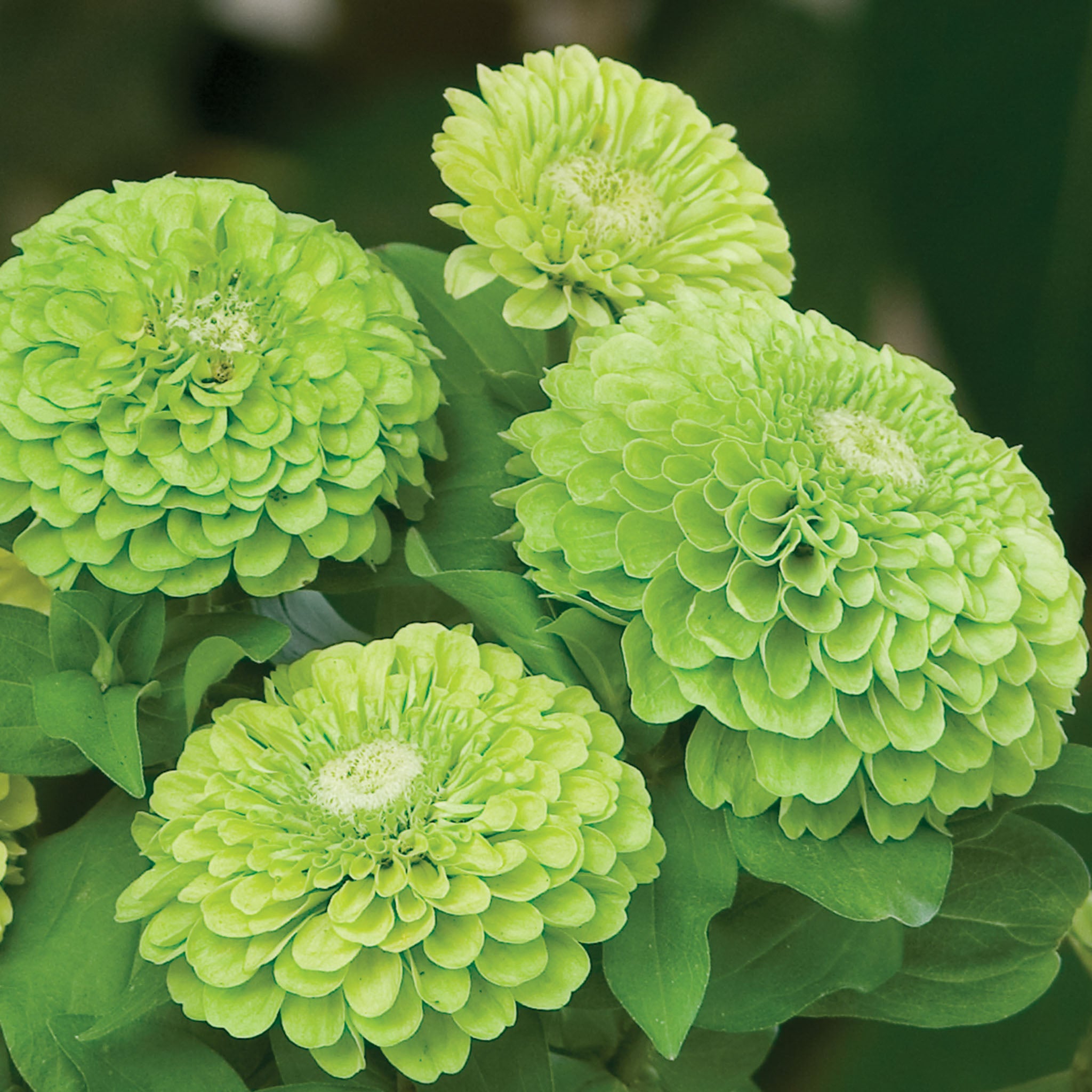 Envy Zinnia